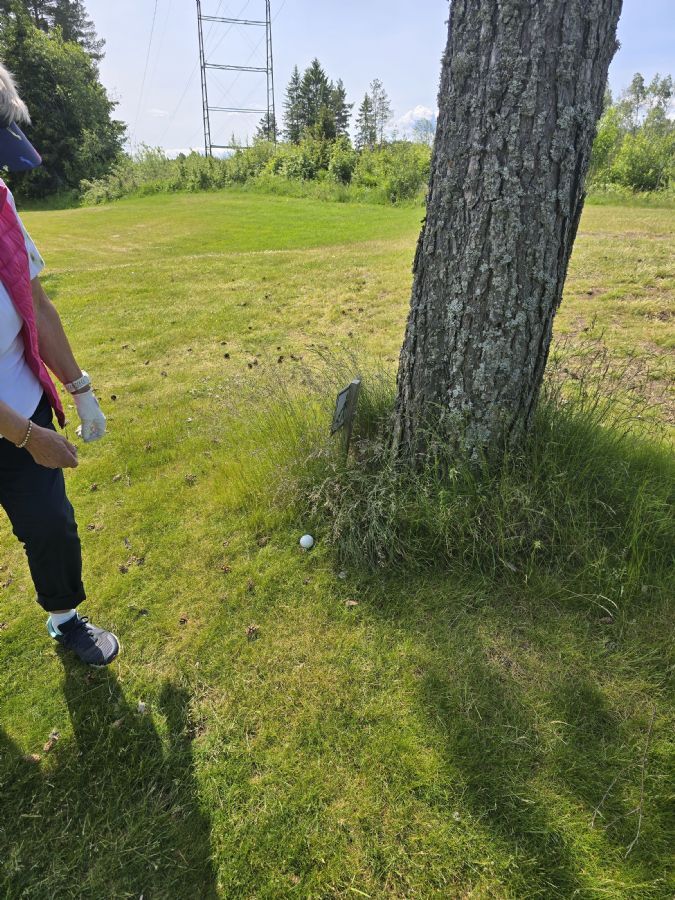 Nærbilde av golfball bak tre