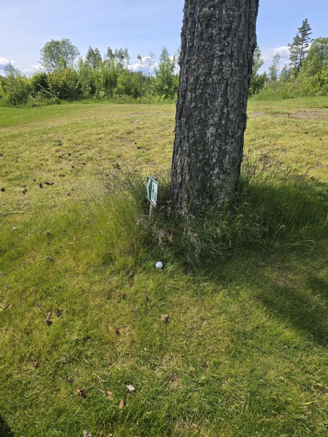 Golfball tett ved trestamme